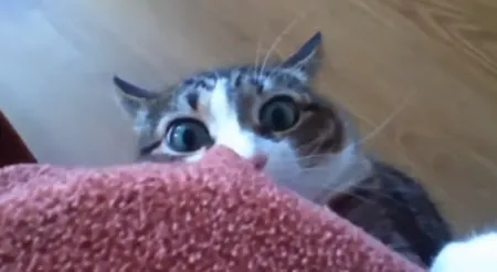 Приколы с котами