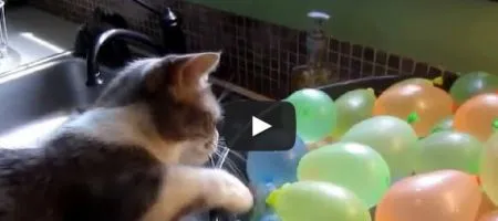 Коты и шарики