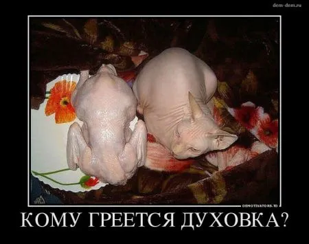 Свежие демотиваторы дня (25 шт)