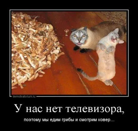 Разные прикольные демотиваторы