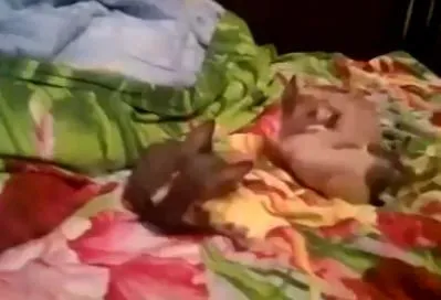 Котята канадского сфинкса