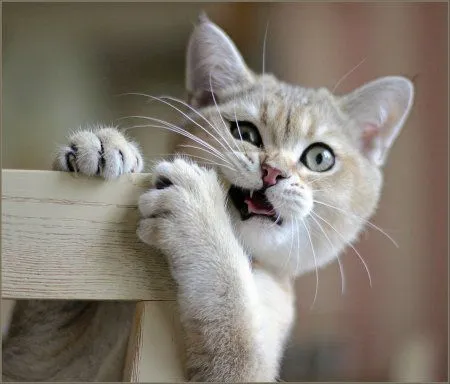 Животные,никогда не унывают