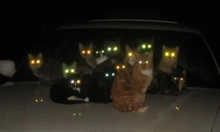 Почему глаза животных светятся в темноте, а глаза человека выглядят красными на фото