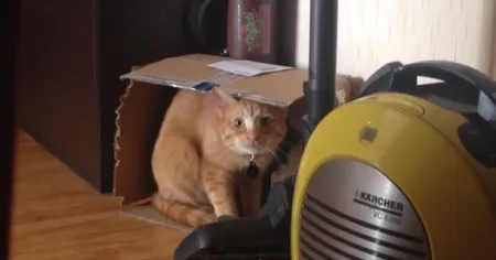 Котик спалился