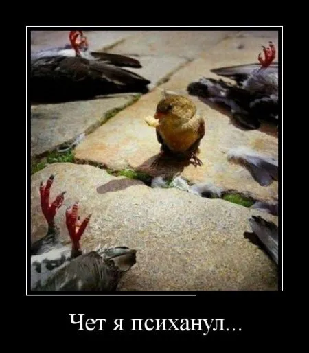 Лучшие демотиваторы дня