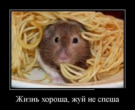 Лучшие демотиваторы дня