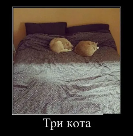 Прикольные демотиваторы, будет весело