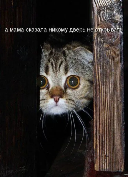 Фотоприколы про животных с надписями Фотоприколы про животных с надписями