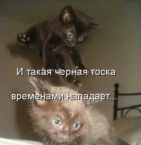 Фотоприколы про животных с надписями