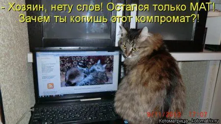 Котоматрица, приколы про животных
