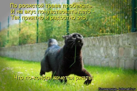 Котоматрица, приколы про животных