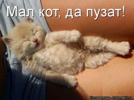 Котоматрица, приколы про животных