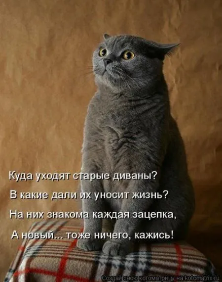Котоматрица, приколы про животных