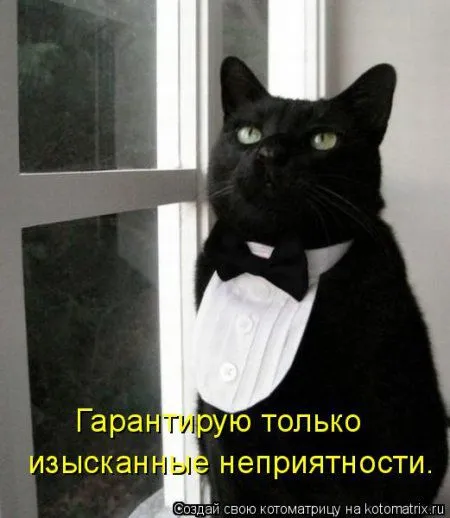 Котоматрица, приколы про животных
