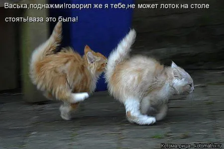 Котоматрица, приколы про животных