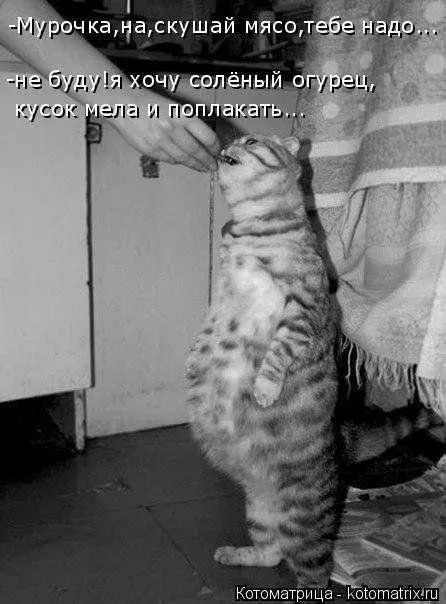 Котоматрица, приколы про животных