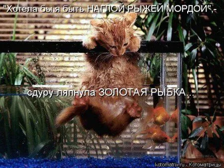 Котоматрица, приколы про животных