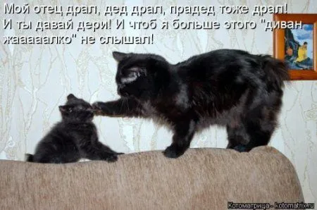 Котоматрица, приколы про животных