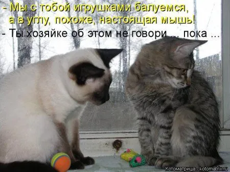 Котоматрица, приколы про животных
