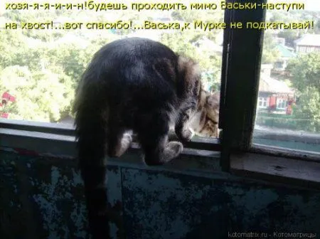 Котоматрица, приколы про животных