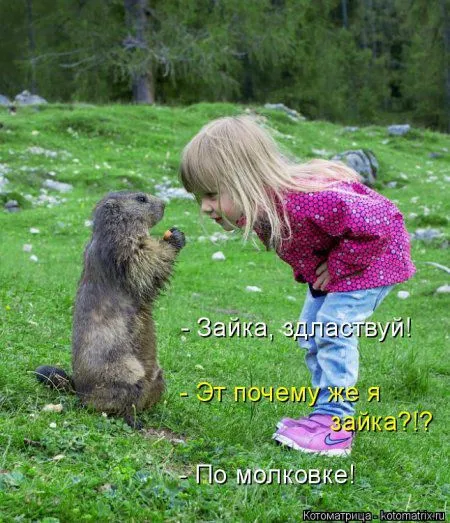 Котоматрица, приколы про животных