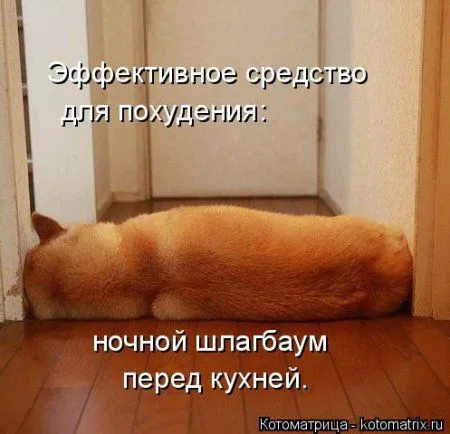 Котоматрица, приколы про животных