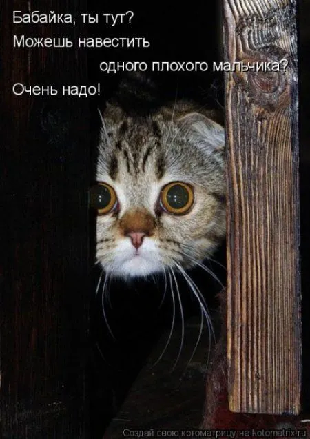 Котоматрица, приколы про животных