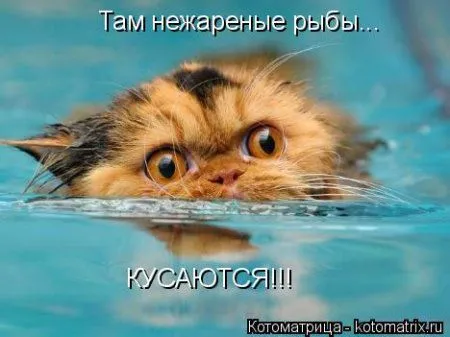 Котоматрица, приколы про животных