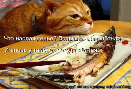 Котоматрица, приколы про животных