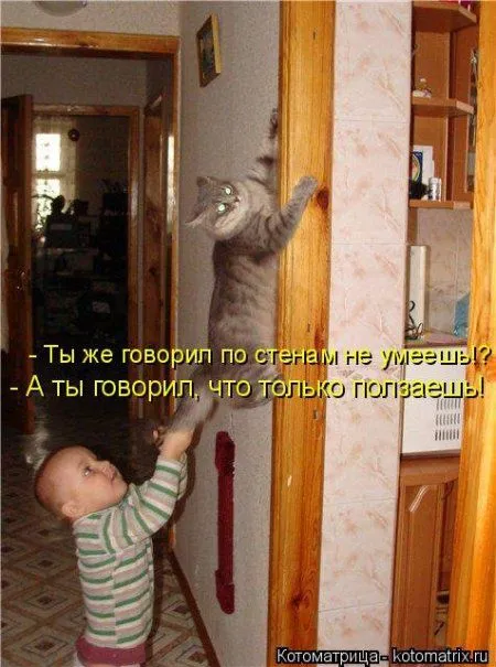 Котоматрица, приколы про животных