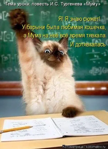 Котоматрица, приколы про животных