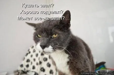 Котоматрица, приколы про животных