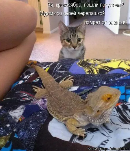 Котоматрица, приколы про животных