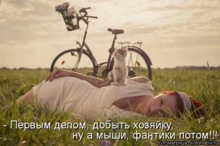 Котоматрица, приколы про животных