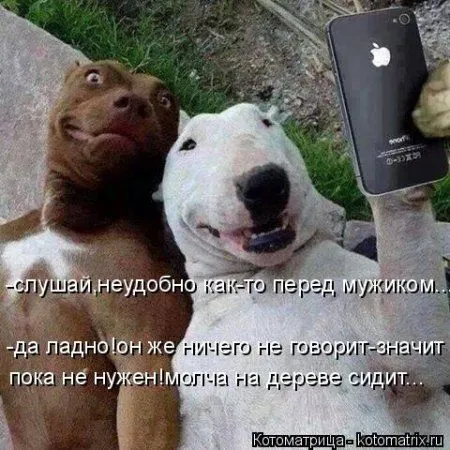 Котоматрица, приколы про животных
