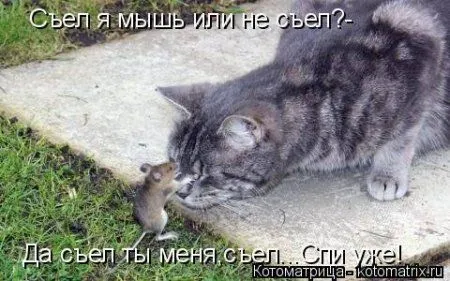 Котоматрица, приколы про животных