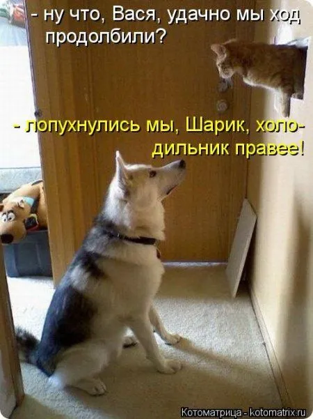 Котоматрица, приколы про животных