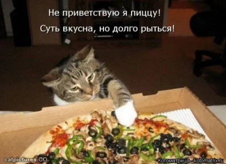 Котоматрица, приколы про животных