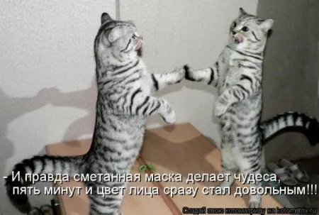 Котоматрица, приколы про животных