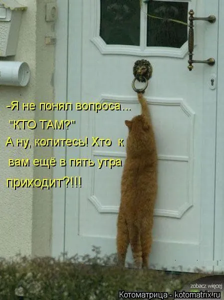 Котоматрица, приколы про животных