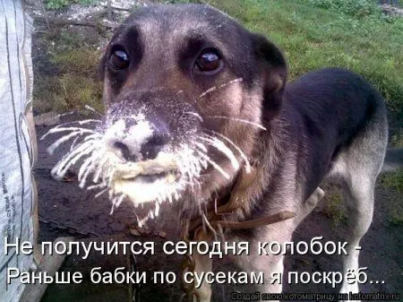 Котоматрица, приколы про животных