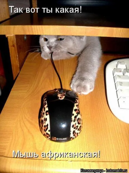 Котоматрица, приколы про животных