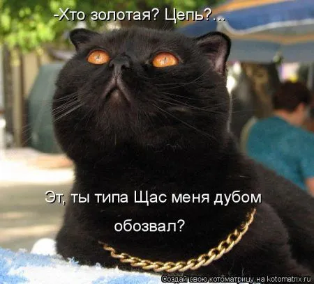 Котоматрица, приколы про животных