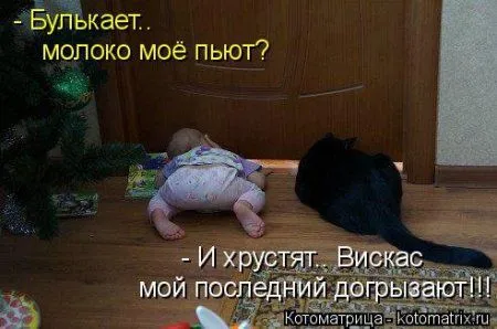 Котоматрица, приколы про животных
