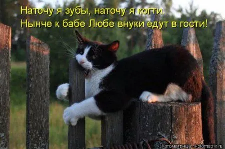 Котоматрица, приколы про животных