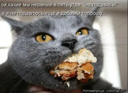 Котоматрица подборка фото