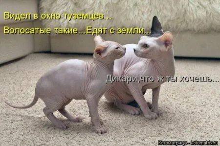 Котоматрица подборка фото
