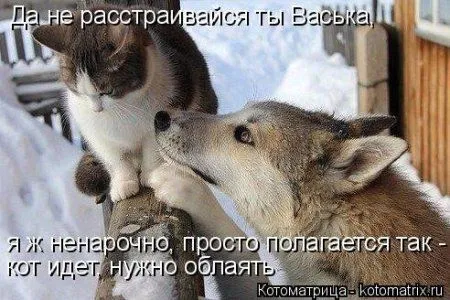 Котоматрица подборка фото