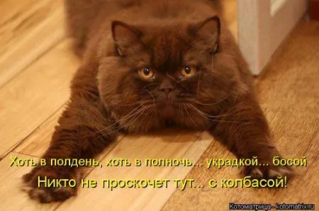 Котоматрица подборка фото