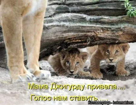 Котоматрица подборка фото